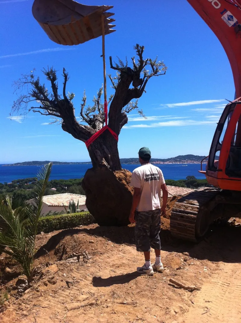 Olivier centenaire levé à la pelle avant plantation, face à la mer